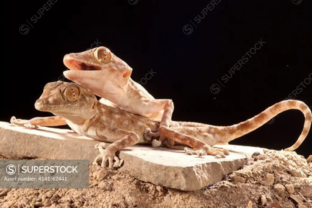 Fan-Footed Gecko, Ptyodactylus Hasselquisti, Northern Africa Deserts