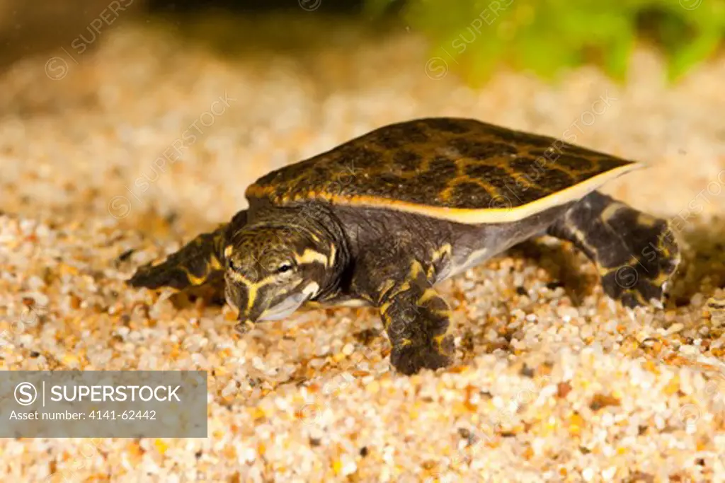 Florida Softshell Turtle, Trionyx Ferox, Southern Florida, Usa. Hatchling.  Controlled Situation, Photographed Through Aquarium