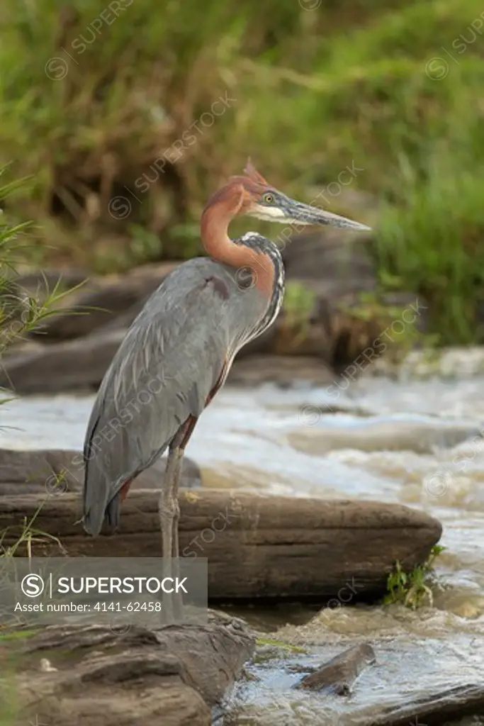 Goliath Heron, Ardea Goliath, Wading In Water In Search Of Food In The Masai Mara Game Reserve, Kenya
