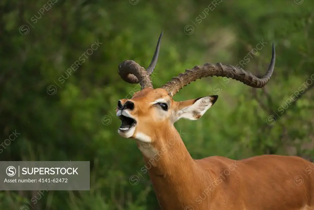 Impala, Aepyceros Melampus, Calling, In The Masai Mara Gr, Kenya.
