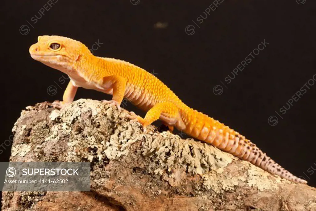 Leopard Gecko, Eublepharis Macularius, Central Asia, Pakistan. Color Morph - Orange - For Pet Trade, Captive Or Controlled Situation.