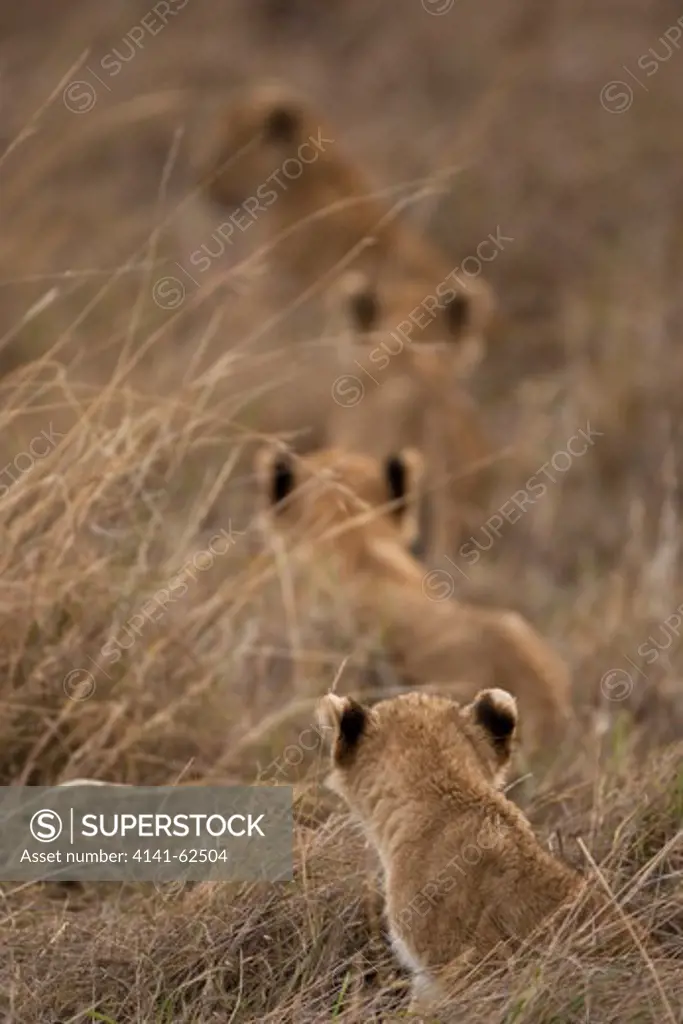 African Lion, Panthera Leo, Cubs, Lower Mara, Masai Mara Gr, Kenya