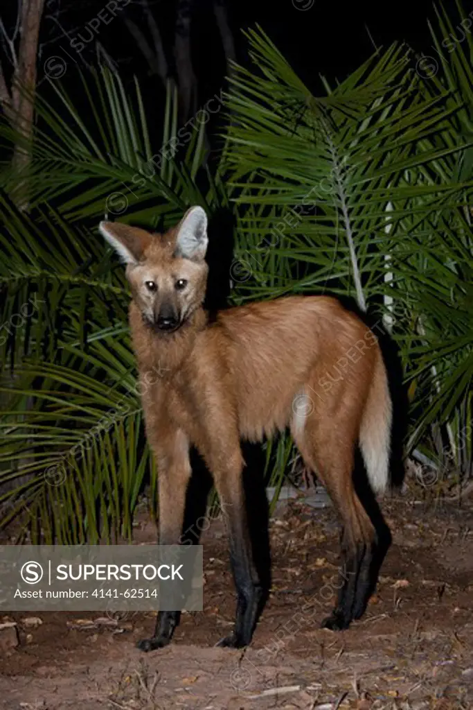 Maned Wolf, Chrysocyon Brachyurus, Tallest Wild Canid, Hunting At Night In Piaui, Brazil
