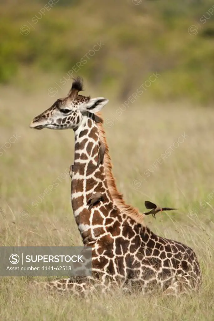 Masai Giraffes, Giraffa Camelopardalis Tippelskirchi, In The Masai Mara Gr, Kenya.