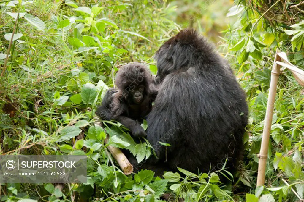 Mountain Gorilla, Gorilla Beringei Beringei, Agashya Group, Female With Baby Three Months Old, In Rwamikore Crater, Volcanoes National Park, Rwanda, East Africa