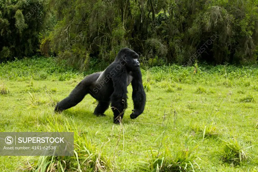 Mountain Gorillas, Gorilla Beringei Beringei, In The Volcanoes Np, Rwanda, Sabyinyo Silverback Charging