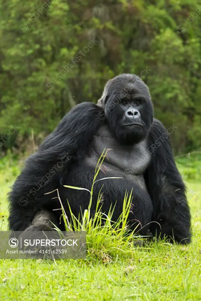 Mountain Gorillas, Gorilla Beringei Beringei, In The Volcanoes Np, Rwanda, Sabyinyo Silverback Sitting In Open Meadow