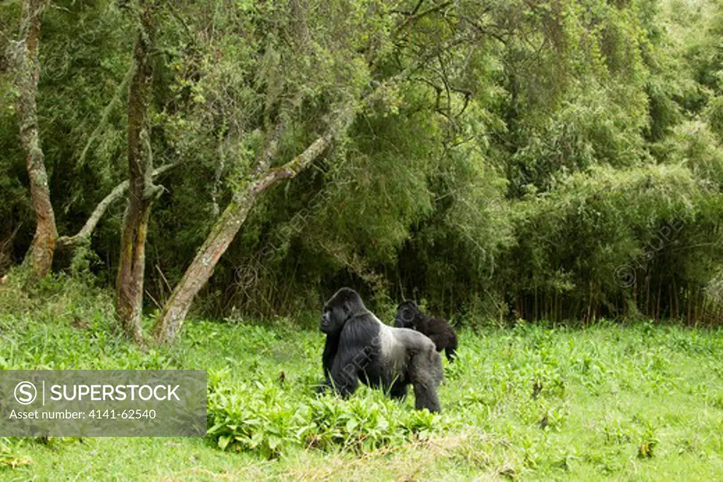 Mountain Gorillas, Gorilla Beringei Beringei, In The Volcanoes Np, Rwanda, Sabyinyo Silverback Walking Across Open Meadow