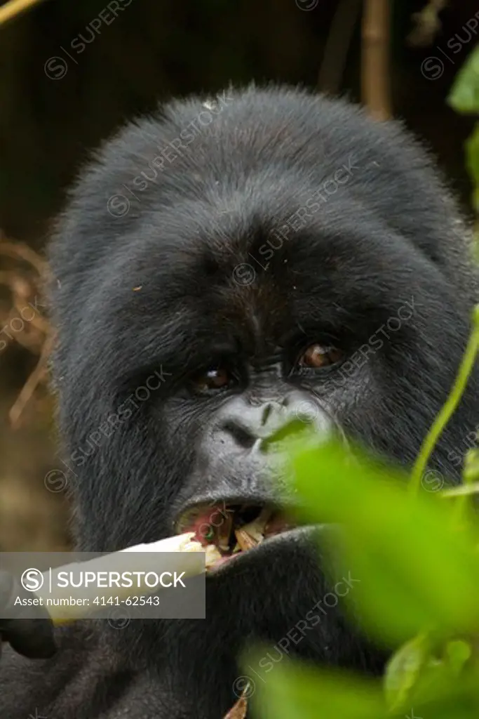 Mountain Gorillas, Gorilla Beringei Beringei, In The Volcanoes Np, Rwanda, Hirwa Silverback Feeding On Bamboo