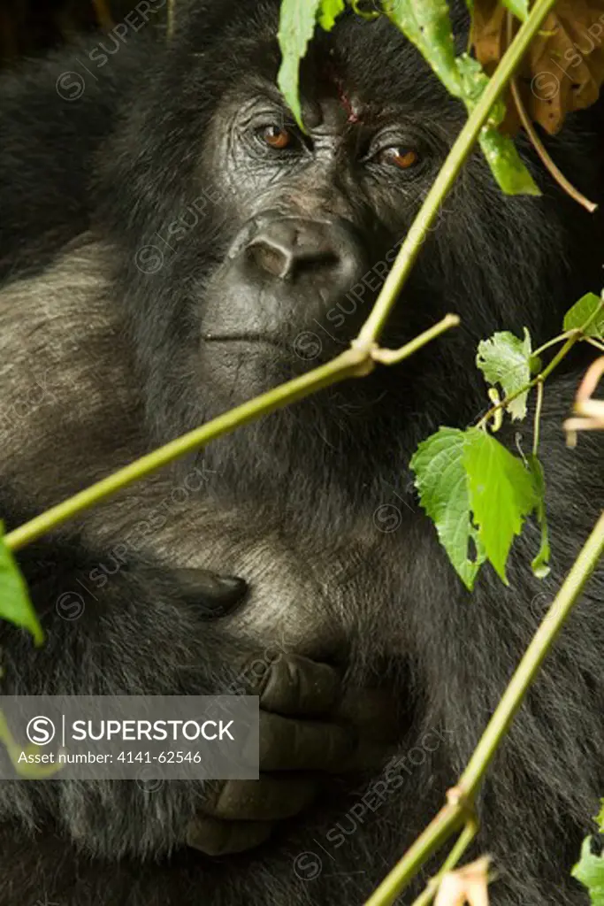Mountain Gorillas, Gorilla Beringei Beringei, In The Volcanoes Np, Rwanda, Agashya Female Portrait, At Rest In Nest