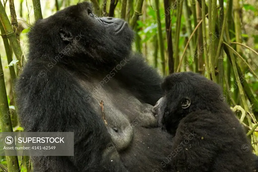 Mountain Gorillas, Gorilla Beringei Beringei, In The Volcanoes Np, Rwanda. Kwitonda Mother Nursing Baby