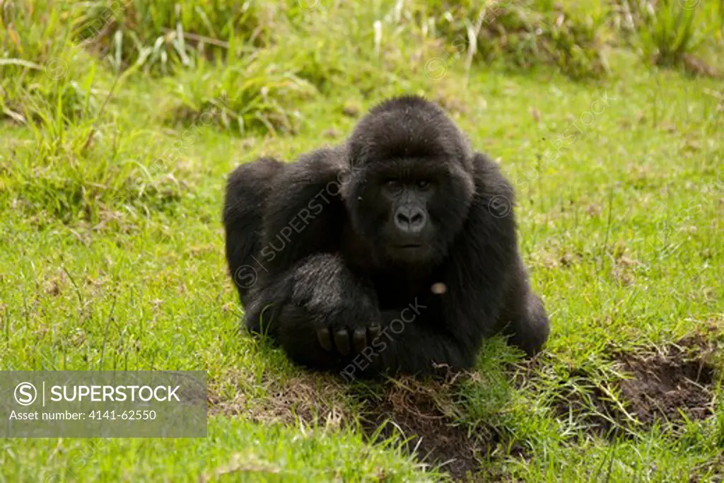 Mountain Gorilla, Gorilla Beringei Beringei, Sabyinyo Group, Adolescent, Crazy One, Volcanoes National Park, Rwanda, East Africa