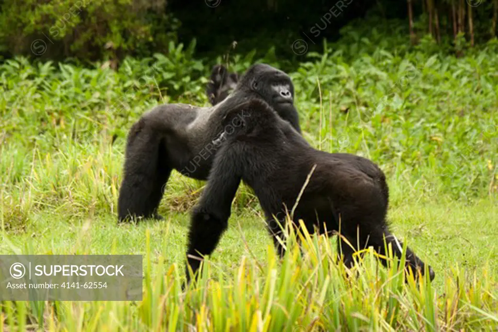 Mountain Gorilla, Gorilla Beringei Beringei, Sabyinyo Group, Adolescent, Silverback 2, Brothers, Volcanoes National Park, Rwanda, East Africa
