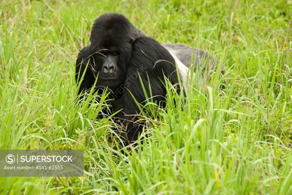 Mountain Gorilla, Gorilla Beringei Beringei, Sabyinyo Group, Silverback, Sitting In Meadow, Volcanoes National Park, Rwanda, East Africa