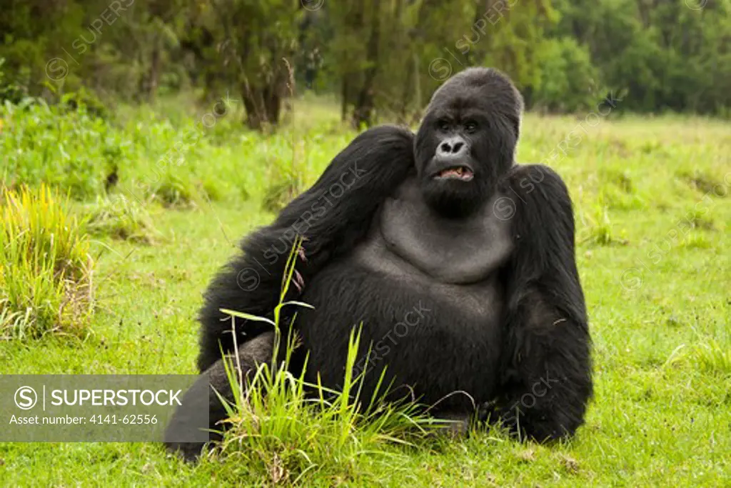 Mountain Gorilla, Gorilla Beringei Beringei, Sabyinyo Group, Silverback, Sitting In Meadow, Volcanoes National Park, Rwanda, East Africa