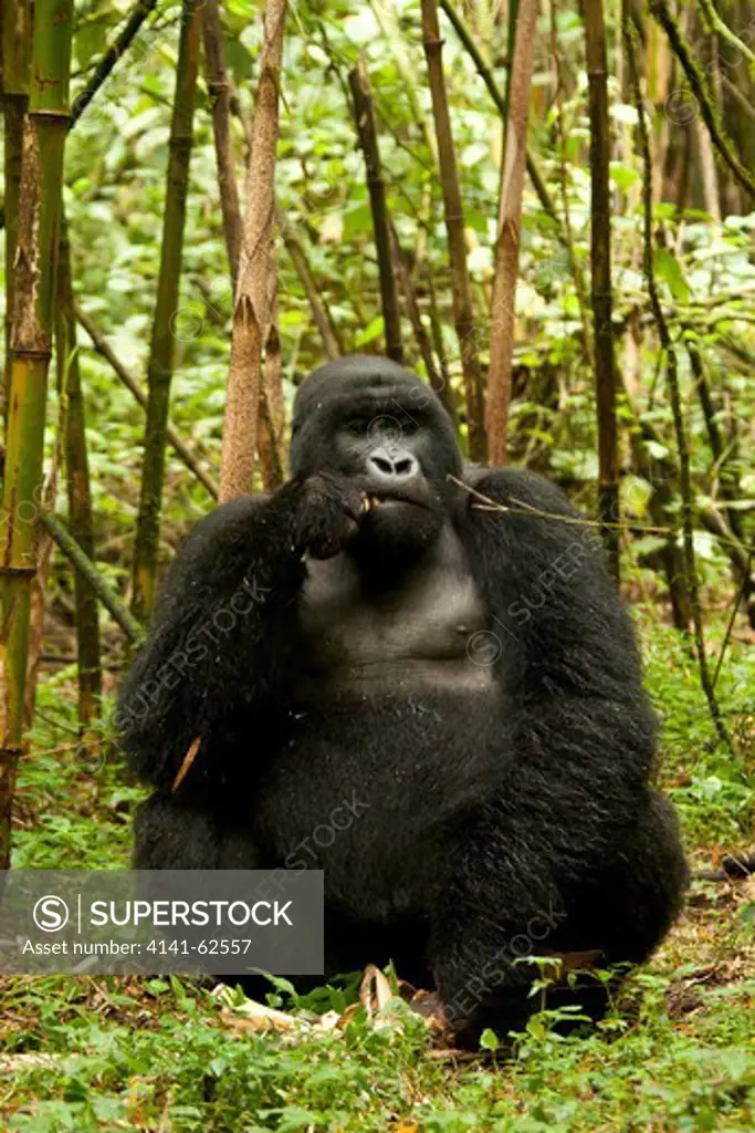Mountain Gorilla, Gorilla Beringei Beringei, Sabyinyo Group, Male Adolescent Eating Bamboo,  Volcanoes National Park, Rwanda, East Africa