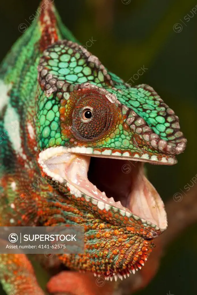 Panther Chameleon, Furcifer Pardalis, Madagascar. Controlled Situation.
