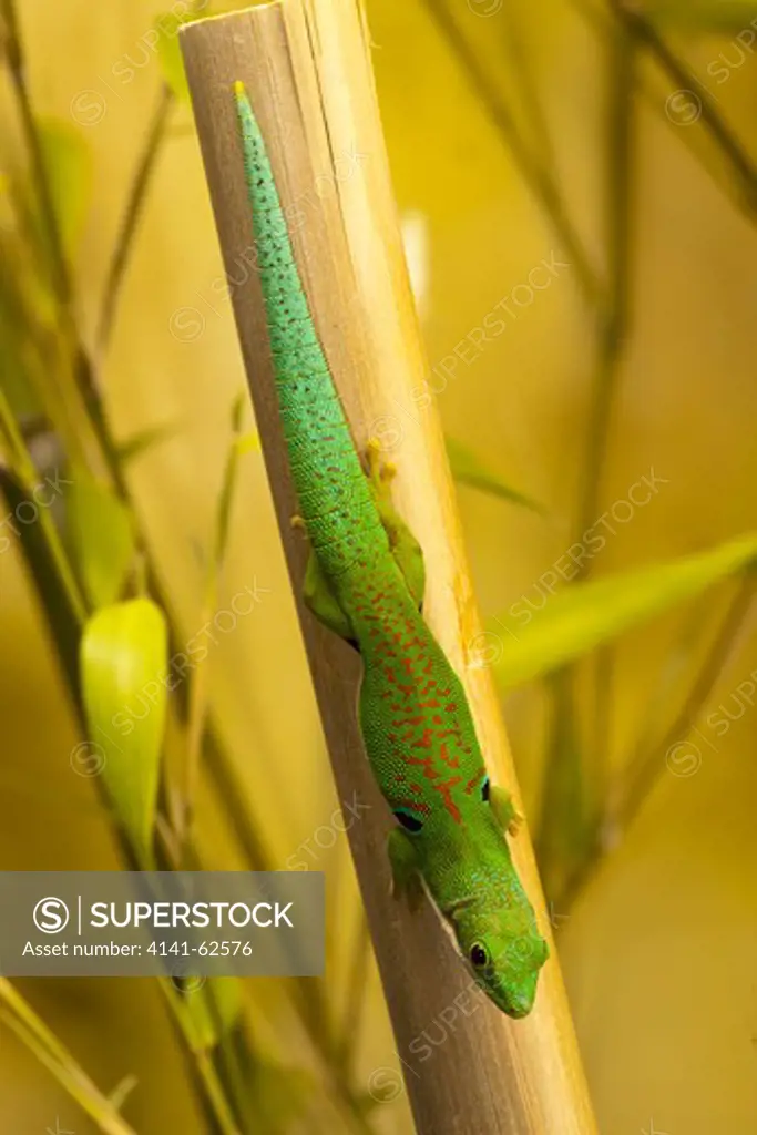 Peacock Day Gecko, Aka Four Spot Day Gecko, Phelsuma Quadriocellata, Madagascar, Controlled Situation.