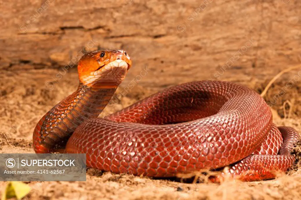 Red Spitting Cobra, Mozambique Spitting Cobra, Naja Mossambica Pallida, In Defensive, Spitting Position. Southern Africa. Controlled Situation.