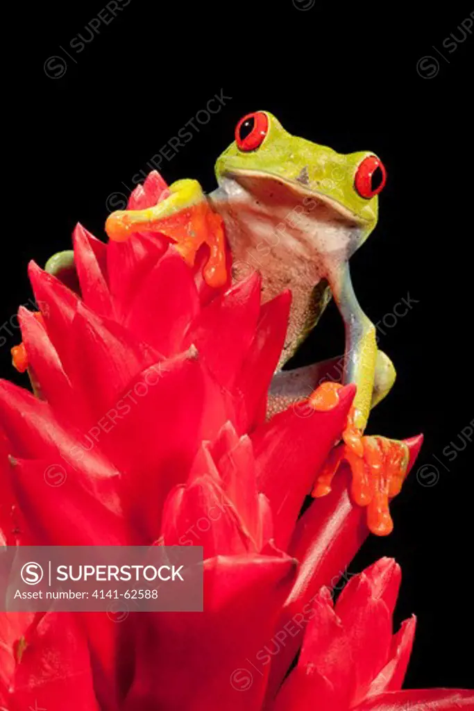 Red-Eyed Tree Frog, Agalychnis Callidryas, Climbing On Colourful Plants. Controlled Situation. Native To Costa Rica.