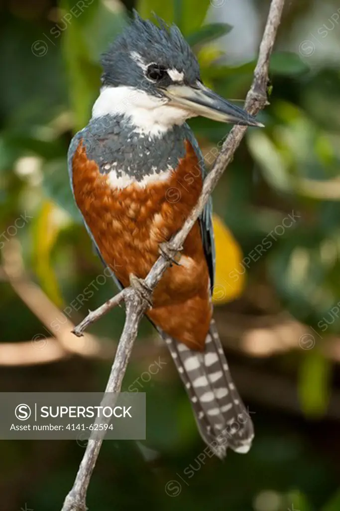 Ringed Kingfisher, Ceryle Torquata, Pantanal, Brazil, Perched On A  Watch Point  Hunting For Fish