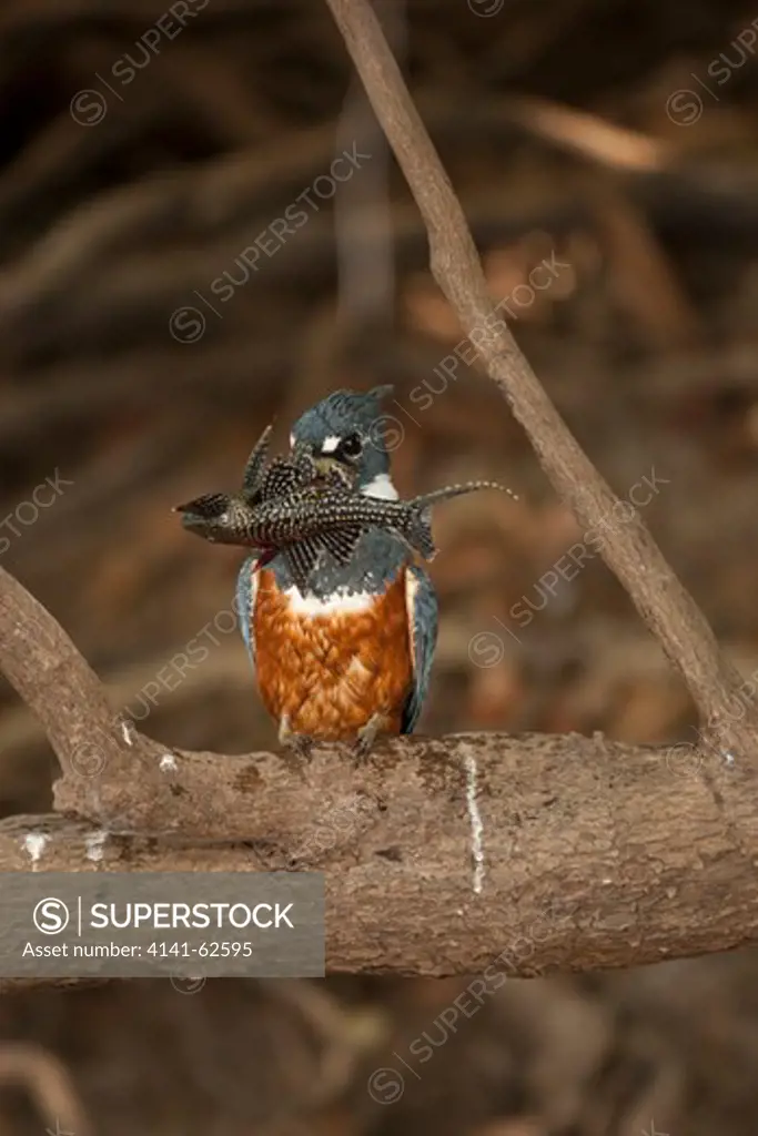Ringed Kingfisher, Ceryle Torquata, Pantanal, Brazil, Perched On A Tree Limb Feeding On Fresh Fish