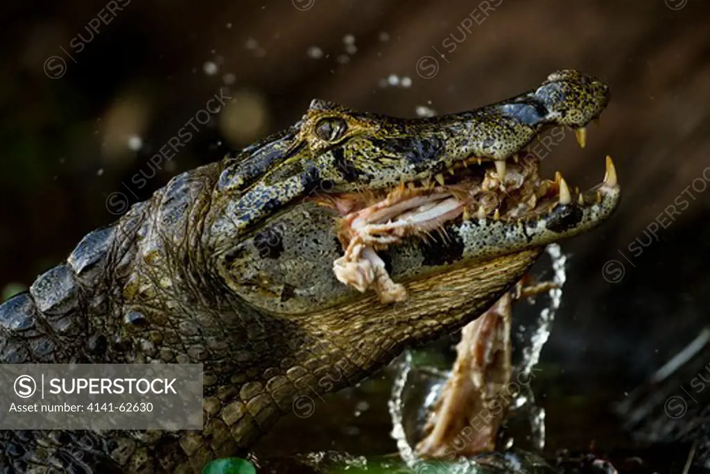 Spectacled Caiman, Caiman Crocodilus, Eating Kill Or Carrion, Matto Grosso, Pantanal, Brazil, South America
