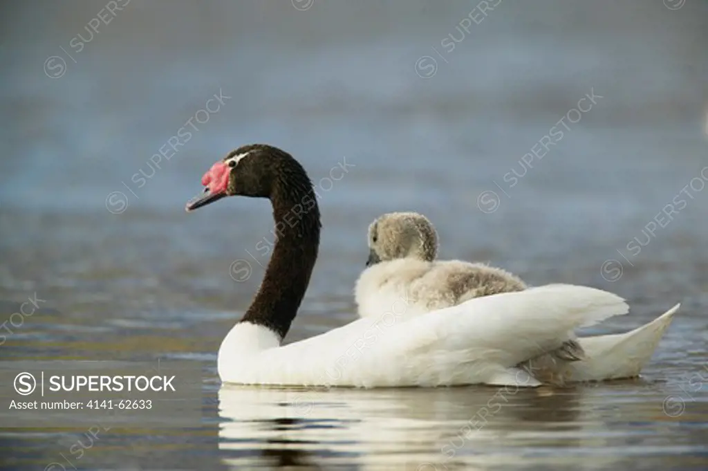 Black-Necked Swan, Cygnus Melanocorypha, With Young On Back, Torres Del Paine National Park, Chile, S.A.