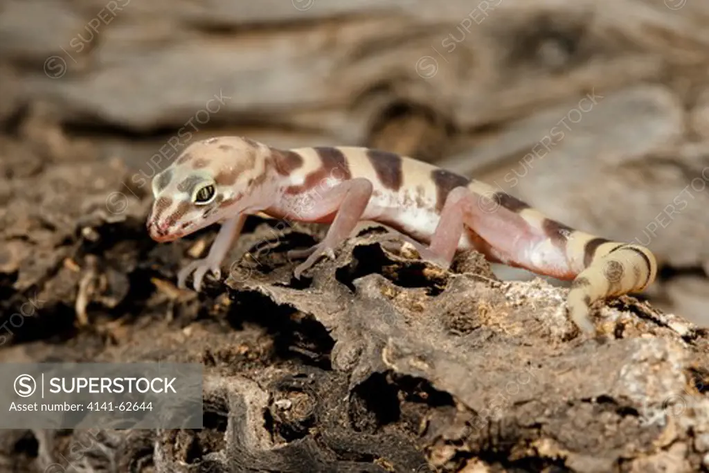 Banded Gecko, Coleonyx Variegatus, Walking On Desert Sand. Sw Arizona, Usa. Controlled Situation.