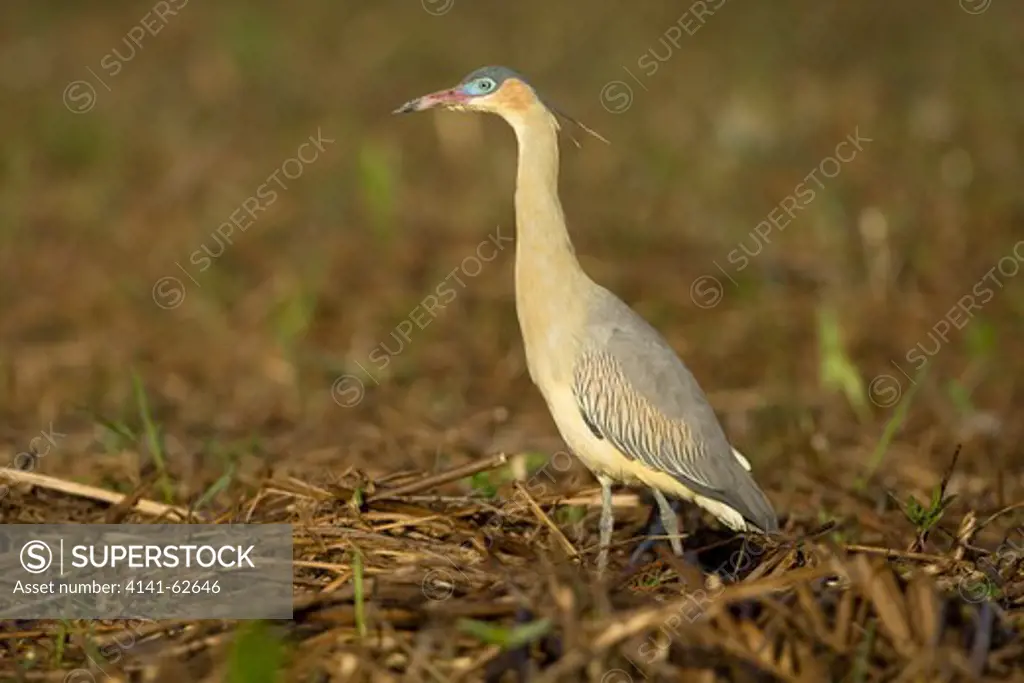 Whistling Heron, Syrigma Sibilatrix, Pantanal, Brazil, Hunting For Insects In A Pasture.