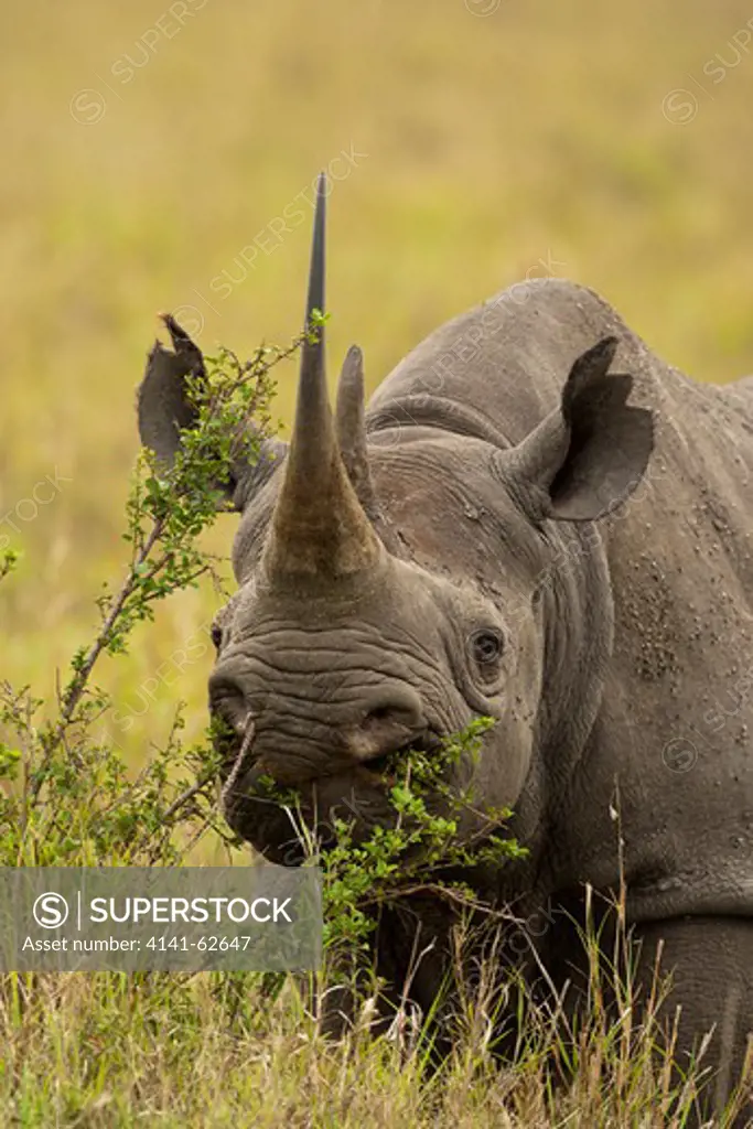 White Rhinoceros, Ceratotherium Simum, Mara Triangle, Masai Mara Gr, Kenya
