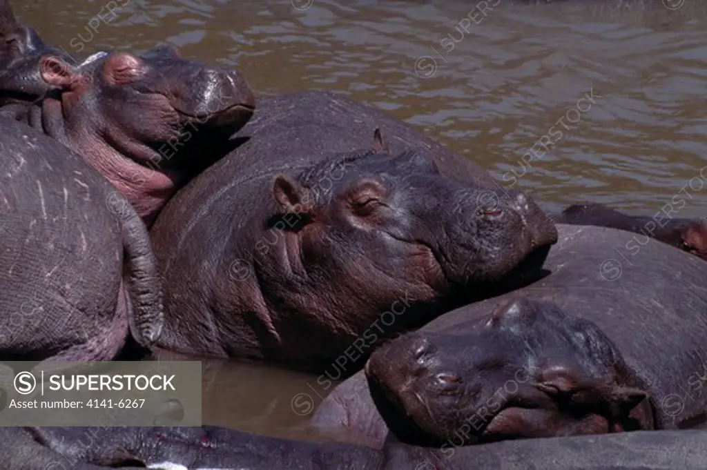 hippopotamus group in river hippopotamus amphibius masai mara, kenya. 