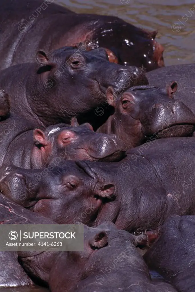 hippopotamus group in water hippopotamus amphibius masai mara reserve, kenya. hippos 