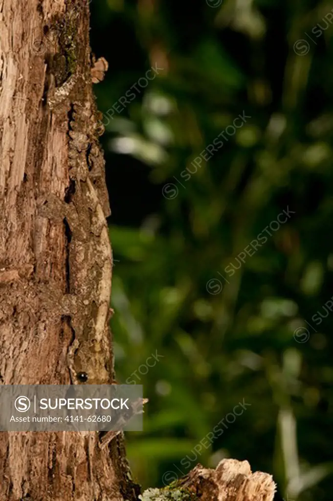 Kuhl'S Flying Gecko, Ptychozoon Kuhli, Indonesia