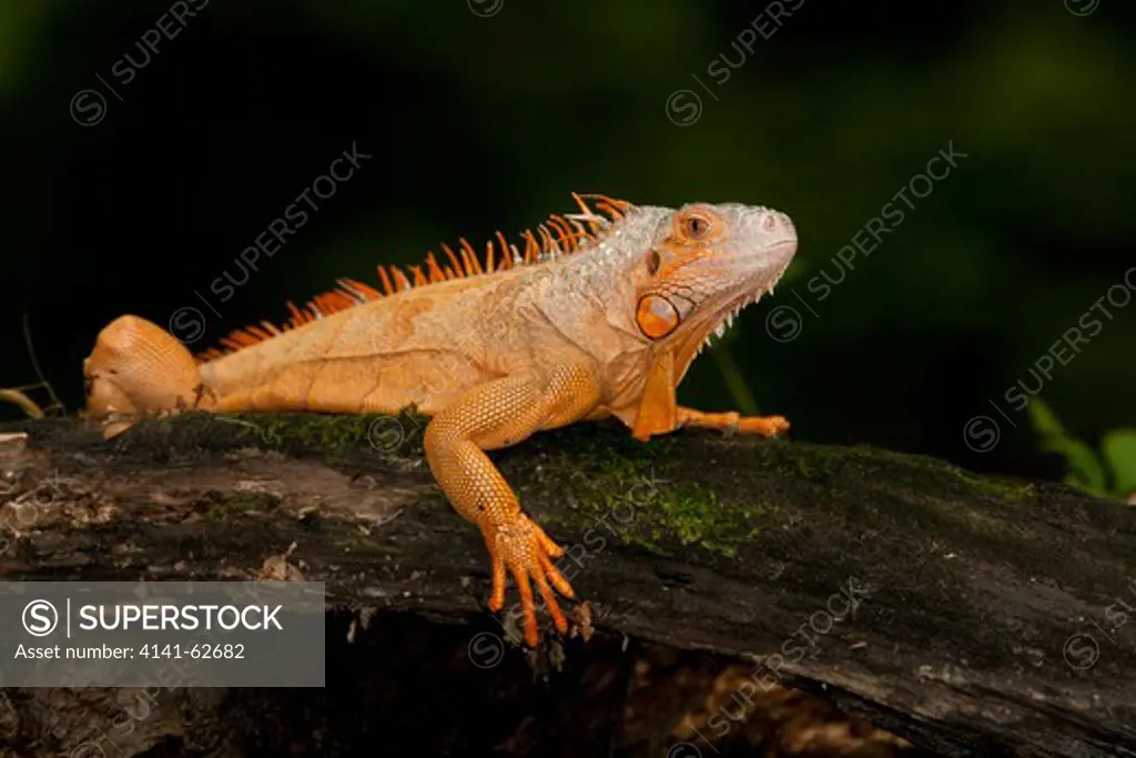 Green Tree Iguana, Iguana Iguana, Central And Northern And Central South America. Unusual Orange Color Morph.