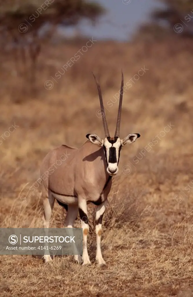 beisa oryx oryx gazella beisa samburu, kenya