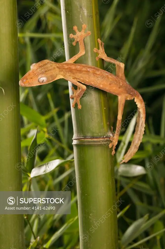 Lined Leaf-Tailed Gecko, Uroplatus Lineatus, Madagascar.