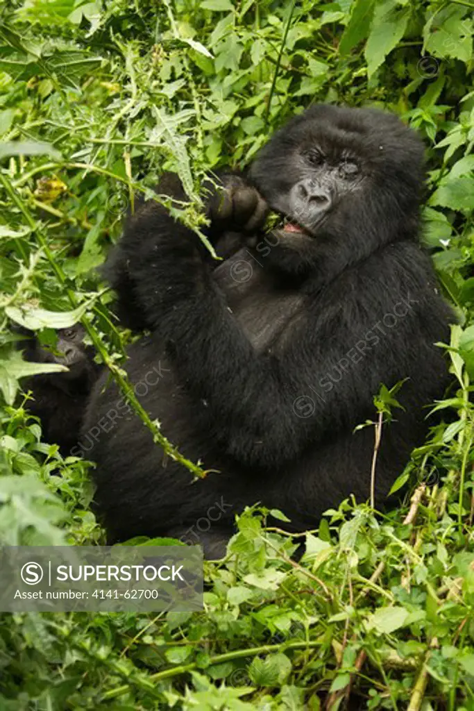 Mountain Gorilla, Gorilla Gorilla Beringei, Kwitonda Group, Volcanoes National Park, Rwanda