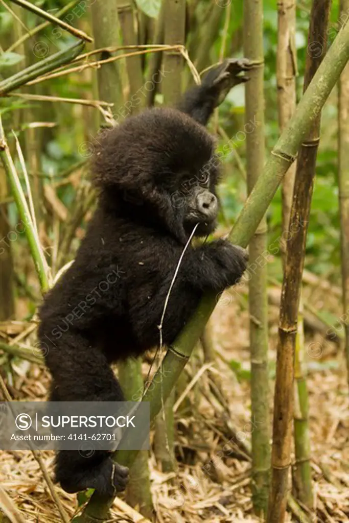 Mountain Gorilla, Gorilla Gorilla Beringei, Agashya Group(13), Volcanoes National Park, Rwanda, Baby Climbing Bamboo Tree