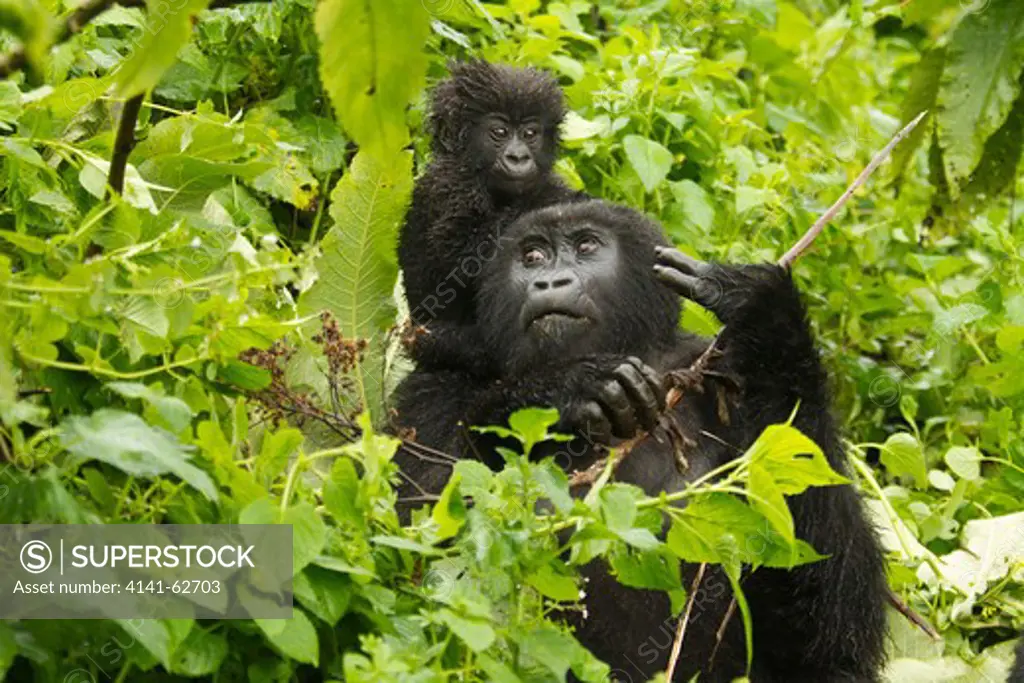 Mountain Gorilla, Gorilla Gorilla Beringei, Sabyinyo Group, Volcanoes National Park, Rwanda