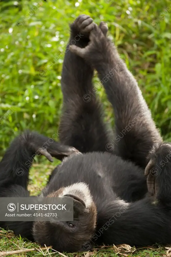 Common Chimpanzee, Pan Troglodytes, Posing In Sweetwater Conservancy, Kenya, Africa