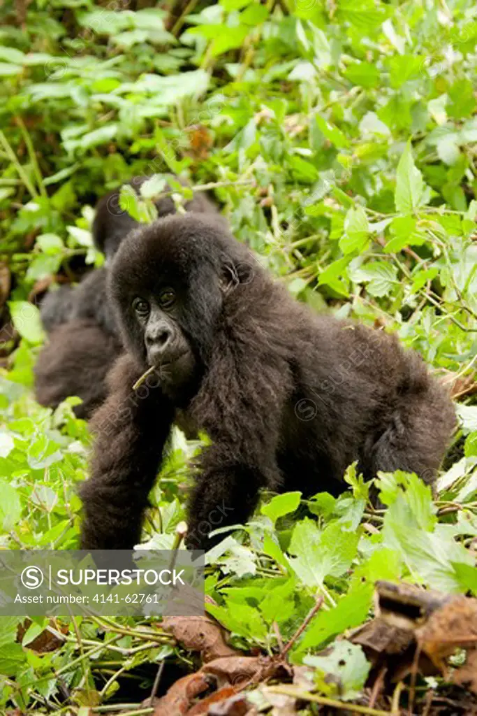Mountain Gorilla, Gorilla Beringei Beringei, Agashya Group, Baby, In Rwamikore Crater, Volcanoes National Park, Rwanda, East Africa