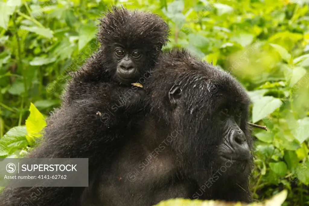 Mountain Gorilla, Gorilla Beringei Beringei,  Endangered, Sabyinyo Group, Baby On Mother'S Back, Volcanoes National Park, Rwanda