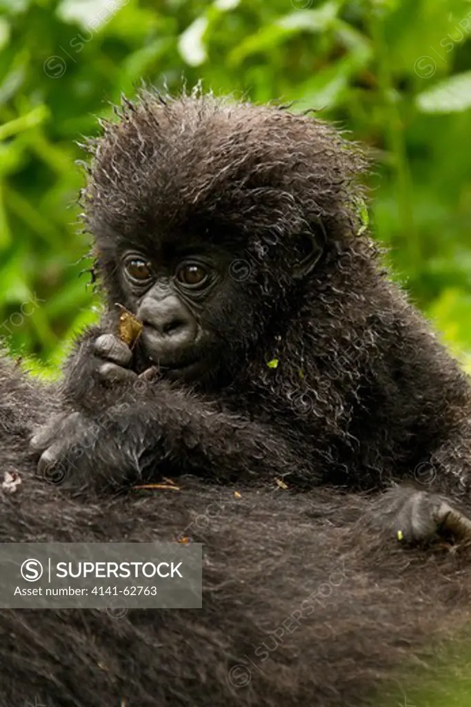Mountain Gorilla, Gorilla Beringei Beringei, Endangered, Sabyinyo Group, Baby On Mother'S Back, Eating Twigs, Volcanoes National Park, Rwanda