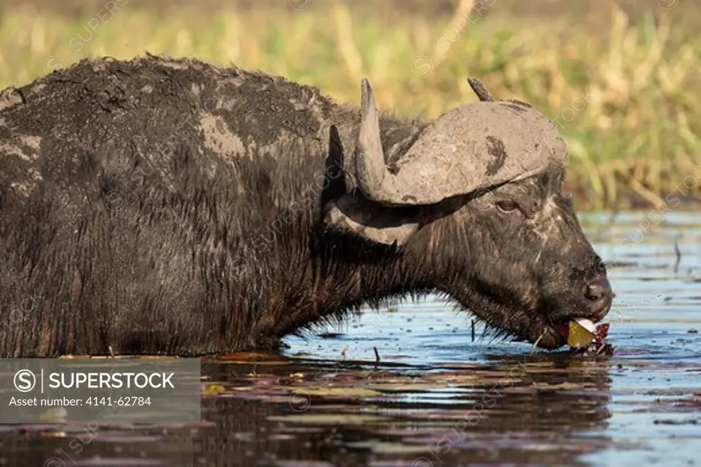 African Cape Buffalo, Syncerus Caffer Caffer, Feeding On Water Lilies In Chobe National Park, Botswana, South Africa