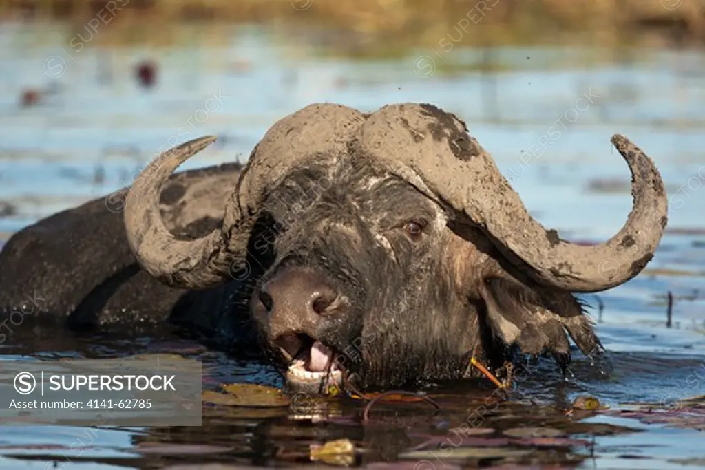 African Cape Buffalo, Syncerus Caffer Caffer, Feeding On Water Lilies In Chobe National Park, Botswana, South Africa
