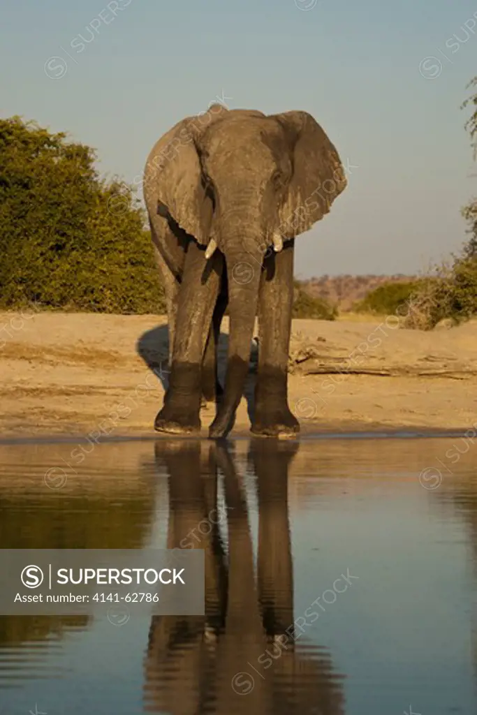 African Elephant, Loxodonta Africana, In Savute Marsh, Botswana, South Africa
