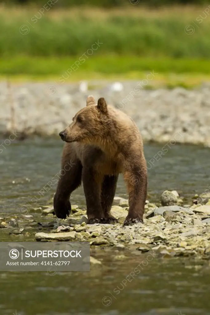 Brown Bear, Ursus Arctos Horribilis, Aka Grizzly Bear, Female, Geographic Harbor, Coastal Katmai National Park, Sw Alaska, Usa