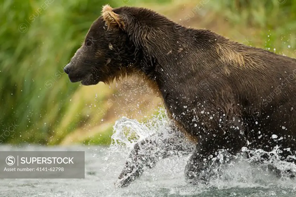Brown Bear, Ursus Arctos Horribilis, Aka Grizzly Bear, Male, Boar, Fishing, Geographic Harbor, Coastal Katmai National Park, Sw Alaska, Usa