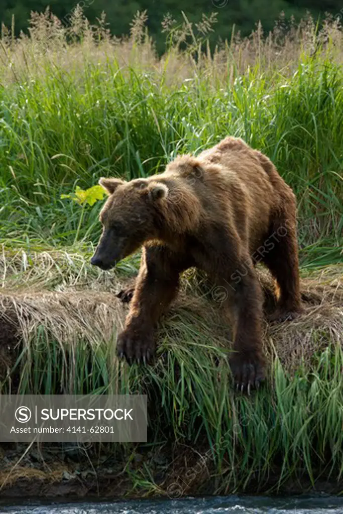 Brown Bear, Ursus Arctos Horribilis, Aka Grizzly Bear, Male, Bora, Fishing For Salmon, Geographic Harbor, Coastal Katmai National Park, Sw Alaska, Usa